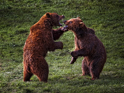 Grizzly Bear Bear Fight HD, animals, fight, bear, grizzly, HD wallpaper HD wallpaper