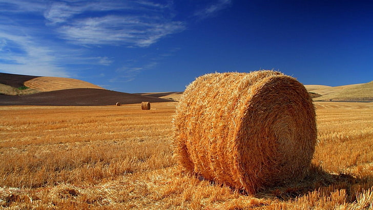 hay bale, hay, bale, field, soil, blue sky, sky, summer, harvest, straw, sunny, landscape, HD wallpaper