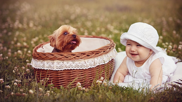 bayi, anak anjing, anjing, rumput, keranjang, tersenyum, Wallpaper HD