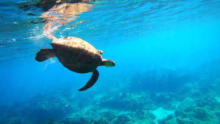 Schildkröte, Meeresschildkröte, grüne Meeresschildkröte, Hawaii, Oahu, elektrischer Strand, Koralle, Licht, Wasser, Unterwasser, HD-Hintergrundbild