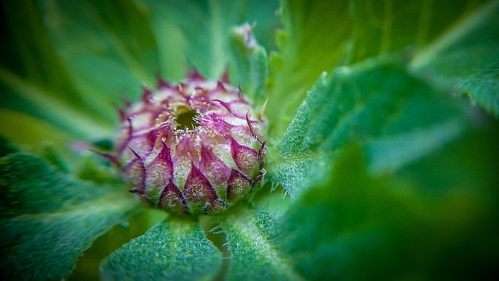 green, flower, close up, leaf, bud, macro photography, petal, wildflower, HD wallpaper