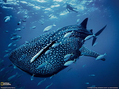shark, animals, National Geographic, HD wallpaper HD wallpaper