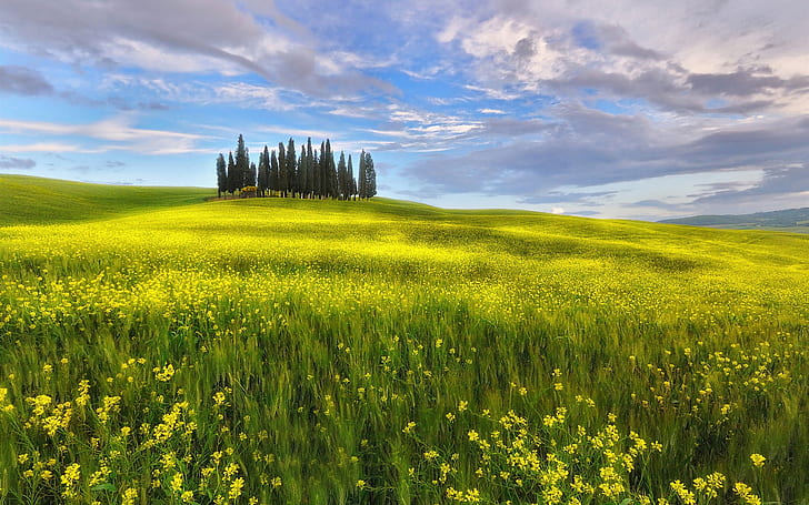 Itália, Toscana, primavera, campos, flores de colza, céu, nuvens, Itália, Toscana, primavera, campos, colza, flores, céu, nuvens, HD papel de parede