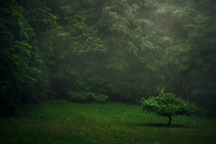 зеленолистно дърво, зеленина, гора, лято, дъжд, морава, дърво, HD тапет