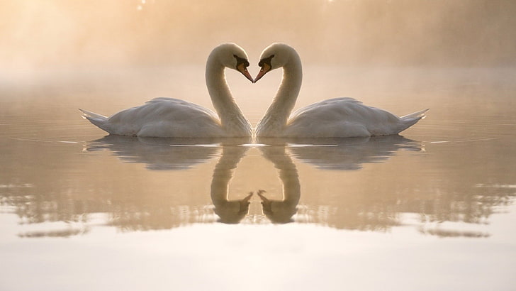 swan, animals, birds, reflection, HD wallpaper