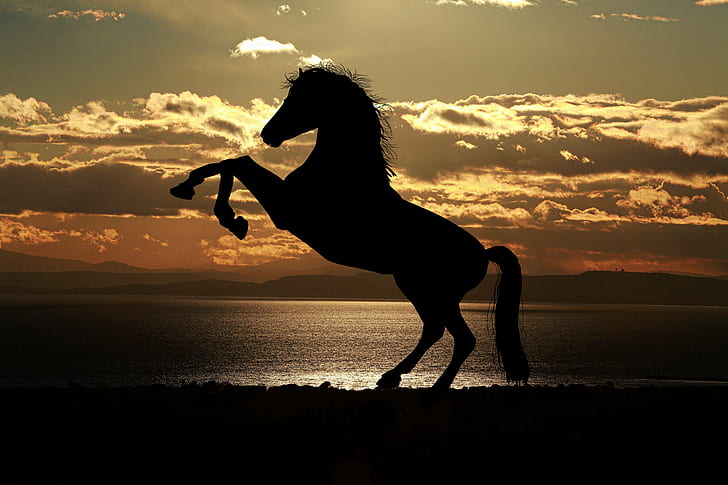 животное, лошади, силуэт, закат, море, конь, HD обои
