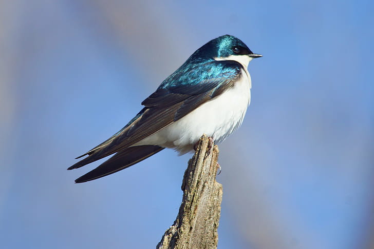closed up bird on tip of branch of tree, tree swallow, horicon marsh, tree swallow, horicon marsh, Horicon Marsh, Tree Swallow, up, bird, tip, branch, tree  Swallow, nature, wildlife, animal, beak, feather, HD wallpaper