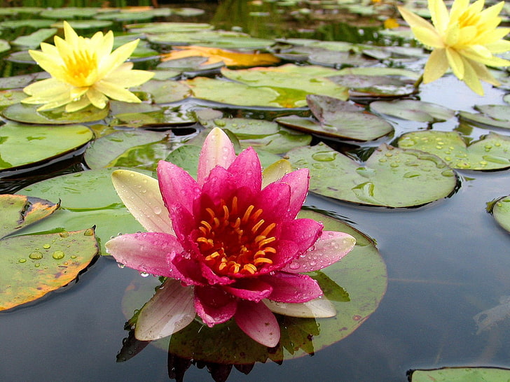 Pink and yellow flowers, water lilies, water, herbs, drops, mud, HD  wallpaper | Wallpaperbetter