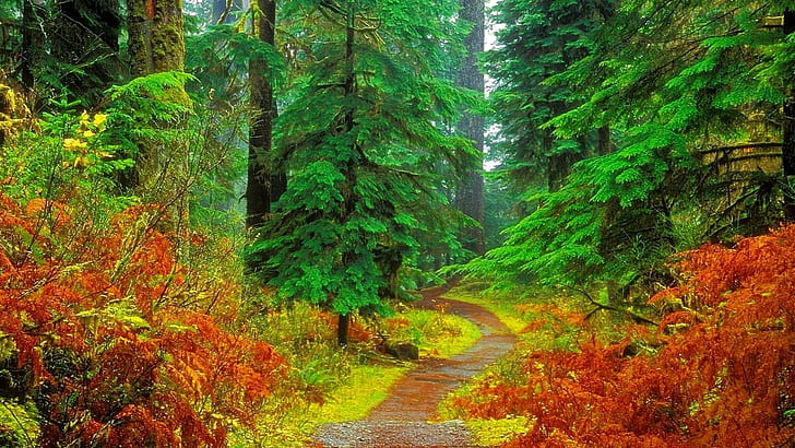 hutan, hijau, alam, pohon, Wallpaper HD