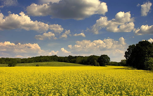 Golden rapeseed field, yellow flower flied, nature, 1920x1200, cloud, tree, field, rapeseed, HD wallpaper HD wallpaper