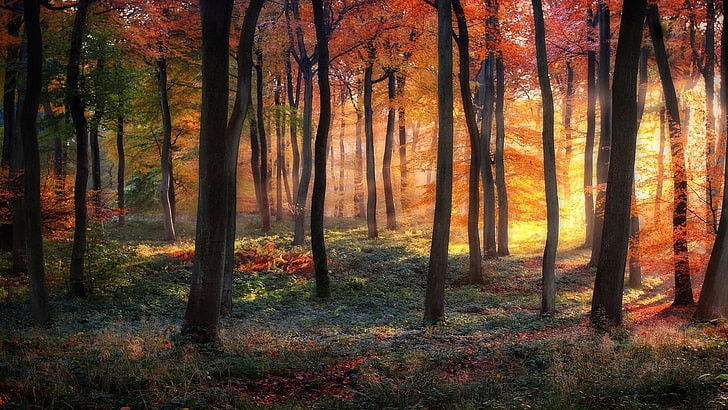 зелени дървета, слънчеви лъчи чрез горска фотография, природа, пейзаж, гора, есен, трева, цветни, дървета, храсти, мъгла, слънчеви лъчи, клон, листа, HD тапет