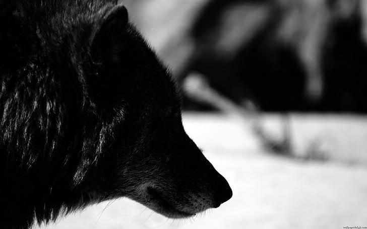 الحيوانات ، الذئب ، أسود، خلفية HD