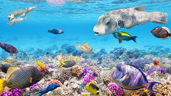 Peces tropicales bajo el agua, arrecife de coral, océano, tropical, peces, bajo el agua, coral, arrecife, océano, Fondo de pantalla HD HD wallpaper
