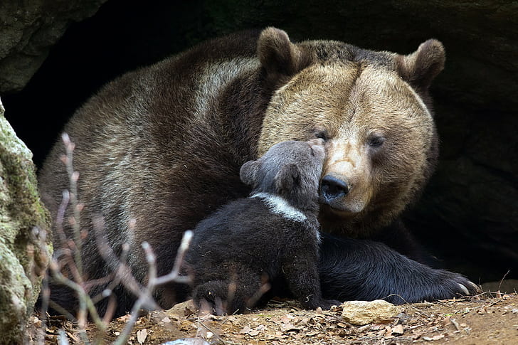 Niedźwiedzie w naturze, niedźwiedzie, przyroda, tło, Tapety HD