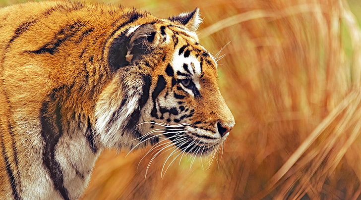 bengal tiger 4k pictures desktop, HD wallpaper