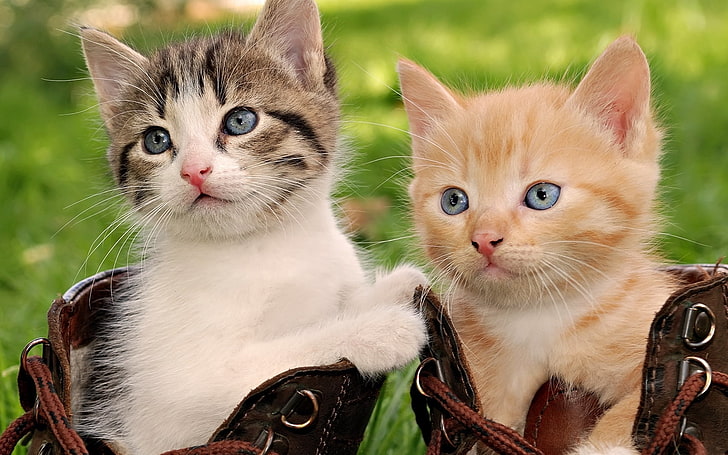 white and orange kitten, kittens, pair, shoes, sit, playful, HD wallpaper