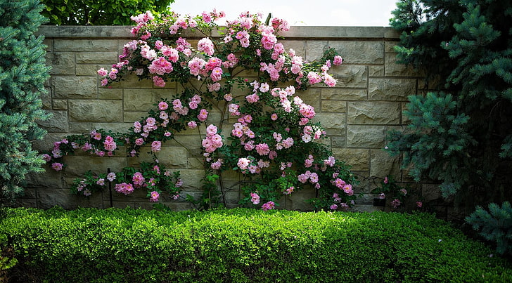 pink and white petaled flowers, roses, shrub, wall, flowering, green, needles, HD wallpaper