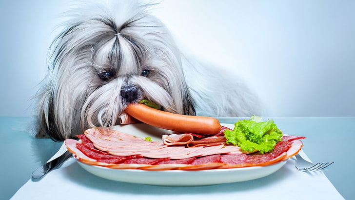 животные, собака, домашнее животное, еда, мясо, овощи, тарелки, салями, простой фон, еда, HD обои