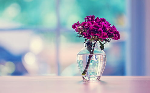 purple petaled flowers and clear glass vase, glass, surface, flowers, vase, carnation, Turkish, HD wallpaper HD wallpaper