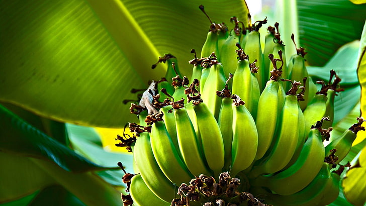 zielony banan, banany, zielony, owoce, owoce, drzewo, Tapety HD