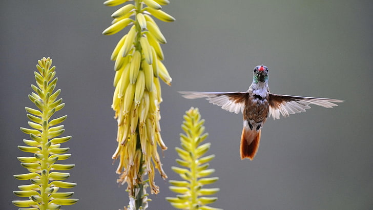 blue, brown, and white hummingbird, hummingbird, bird, plant, swing, HD wallpaper