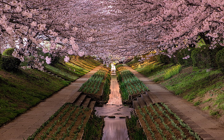 grünblättriges Pflanzgrundstück, die Stadt, Park, Japan, Präfektur Kanagawa, Yokohama-Walzen, HD-Hintergrundbild
