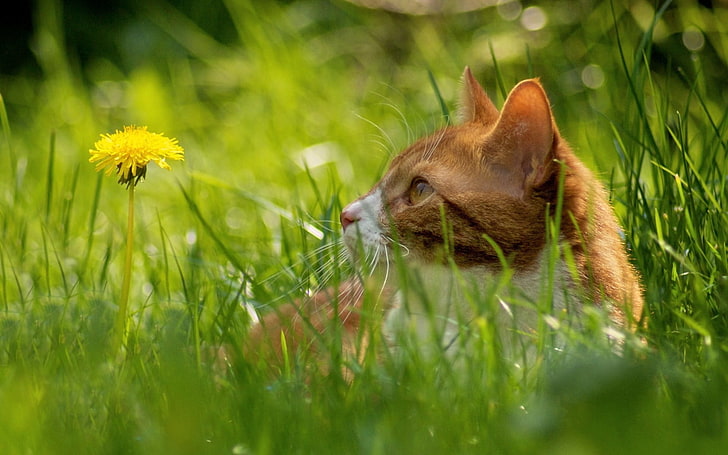 brown and white cat, cat, grass, dandelion, hide, HD wallpaper