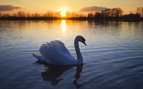 Swan lake at dusk, Swan, Lake, Dusk, HD wallpaper HD wallpaper