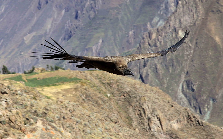 faucon noir, vautour, voler, montagnes, Fond d'écran HD