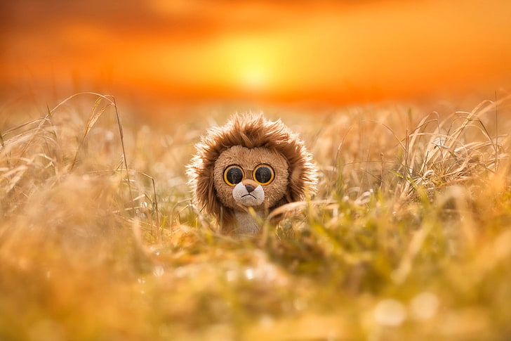 lion Ty Beanie boos, nature, animals, lion, toys, eyes, sad, field, Sun, depth of field, zebras, HD wallpaper