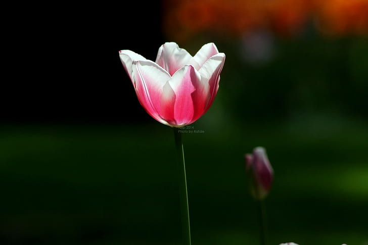 tulipes, fleurs, nature, Fond d'écran HD