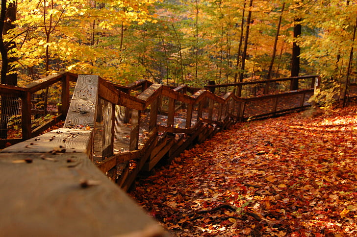 brown wooden staircase with yellow-and-brown trees photography during day time, in the Woods, wooden staircase, brown, photography, day, time, fall, bridge, trail  trees, golden  yellow, red  orange, orange  wood, autumn, leaf, nature, forest, tree, yellow, season, outdoors, orange Color, october, park - Man Made Space, footpath, woodland, gold Colored, landscape, HD wallpaper