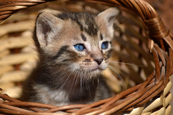 ลูกแมว tabby สีน้ำตาลในตะกร้าหวายสีน้ำตาลรอดูแมว tabby สีน้ำตาลลูกแมวตะกร้าหวายแมวแชท Katze gatto gato แกท chaton สัตว์เลี้ยง Korb cesta น่ารัก mignon carino lindo bufóสัตว์เลี้ยง , แมวบ้าน, สัตว์, ตะกร้า, สัตว์เล็ก, เล็ก, เลี้ยงลูกด้วยนม, กำลังมองหา, วอลล์เปเปอร์ HD