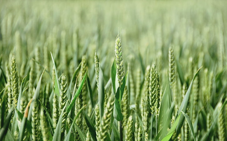 green hay field, field, ears, close-up, HD wallpaper