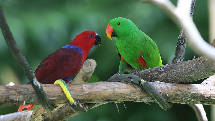 Amazon parrot, Antilles island, bird, green, red, nature, tourism, branch, animal, HD wallpaper