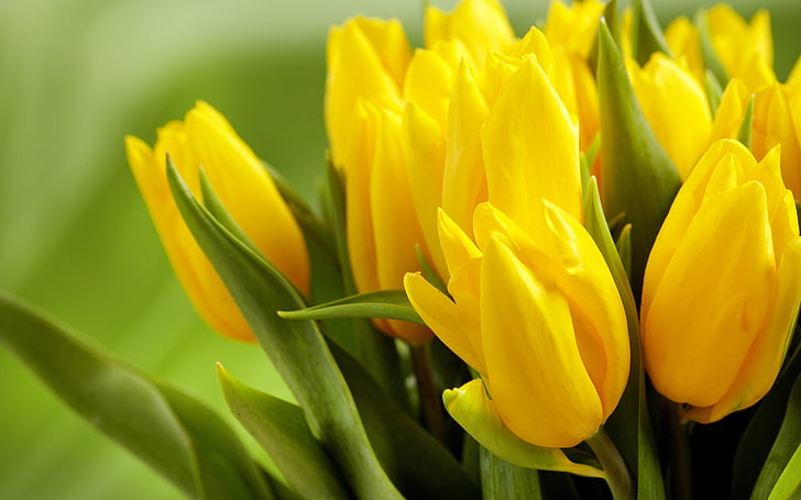 buds, flowers, leaves, spring, tulips, yellow, HD wallpaper