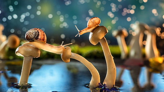 two brown snails, snail, mushroom, bokeh, animals, wildlife, HD wallpaper HD wallpaper