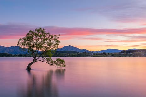 пейзаж, горы, природа, озеро, дерево, рассвет, берег, утро, Новая Зеландия, Lake Wanaka, Ванака, HD обои HD wallpaper