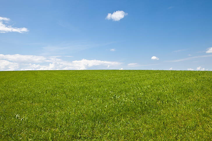 green grass field with stratus clouds, wiese, wiese, green grass, field, stratus clouds, blue  grass, grassland, grŸn, grün, nature, grass, summer, meadow, blue, sky, rural Scene, green Color, outdoors, land, agriculture, pasture, landscape, springtime, cloud - Sky, environment, plant, season, HD wallpaper