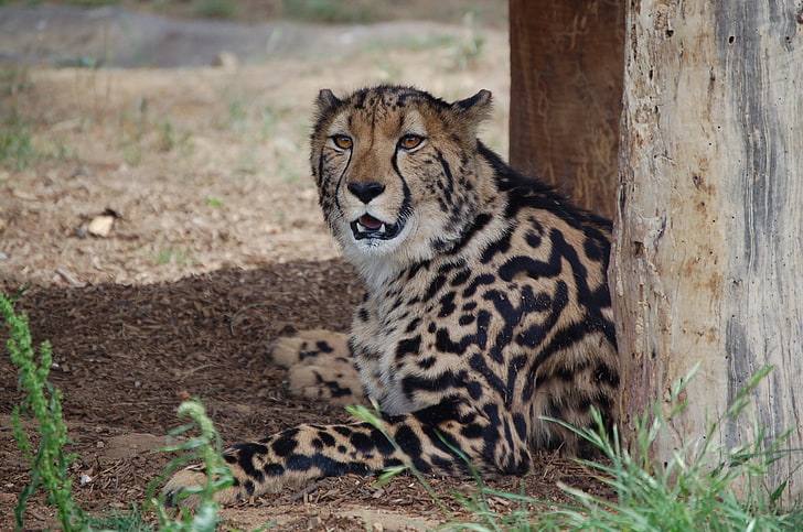 marrom e preto leopardo, rei guepardo, predador, dentes, deitado, grama, HD papel de parede