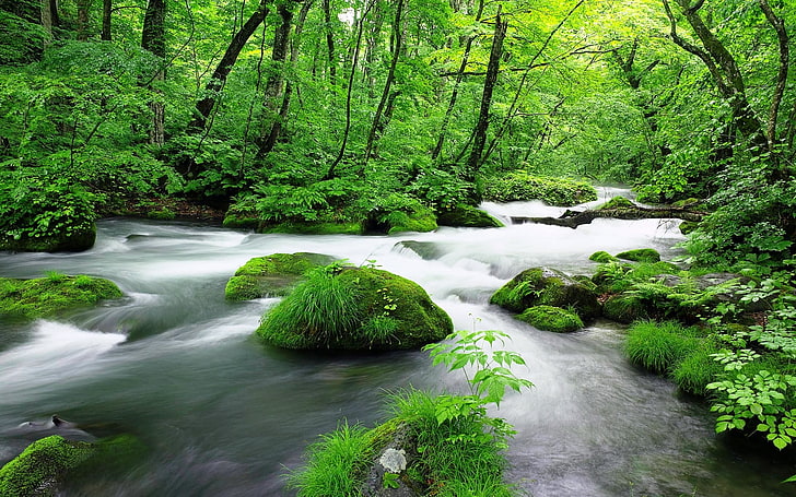 Green jungle streams-Windows 10 HD Wallpapers, body of water, HD wallpaper