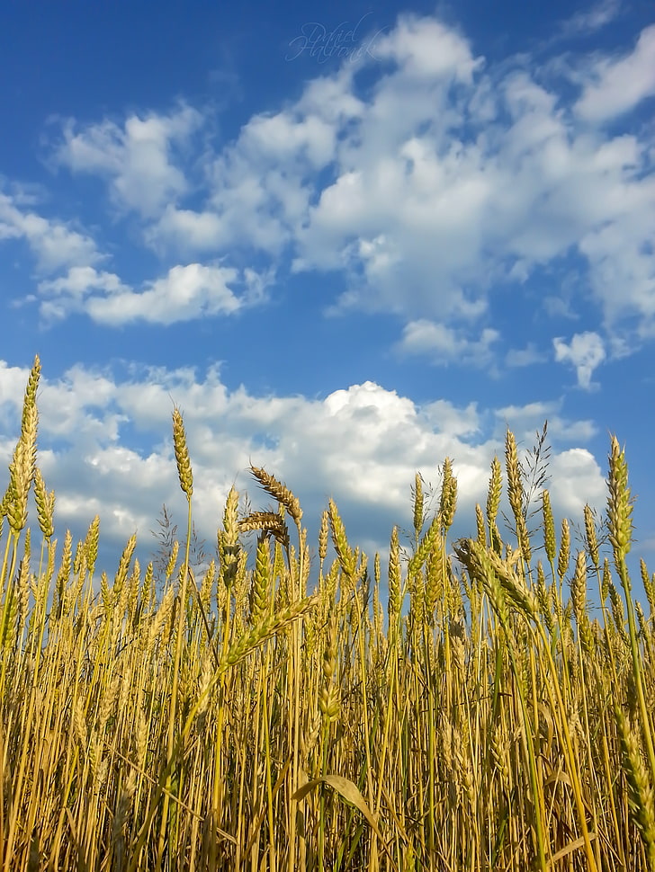 녹색 쌀 곡물 분야, 자연, 슬로바키아, 질리나, 여름, HD 배경 화면, 핸드폰 배경화면