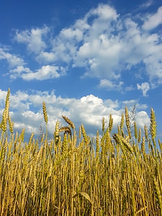 зелено оризово зърно поле, природа, Словакия, Жилина, лято, HD тапет HD wallpaper