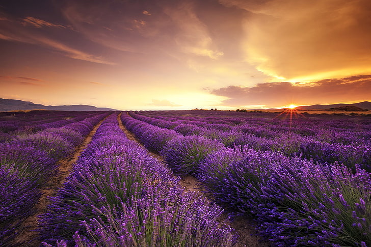 lila lavendelblommafält, fält, solnedgång, lavendel, HD tapet