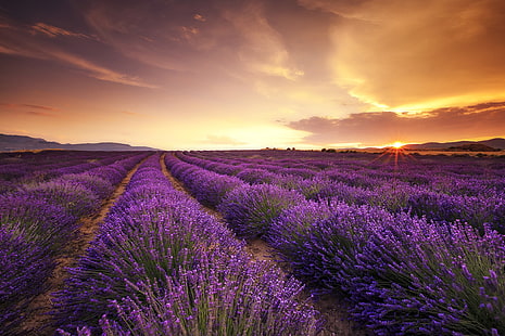 lila Lavendelblumenfeld, Feld, Sonnenuntergang, Lavendel, HD-Hintergrundbild HD wallpaper