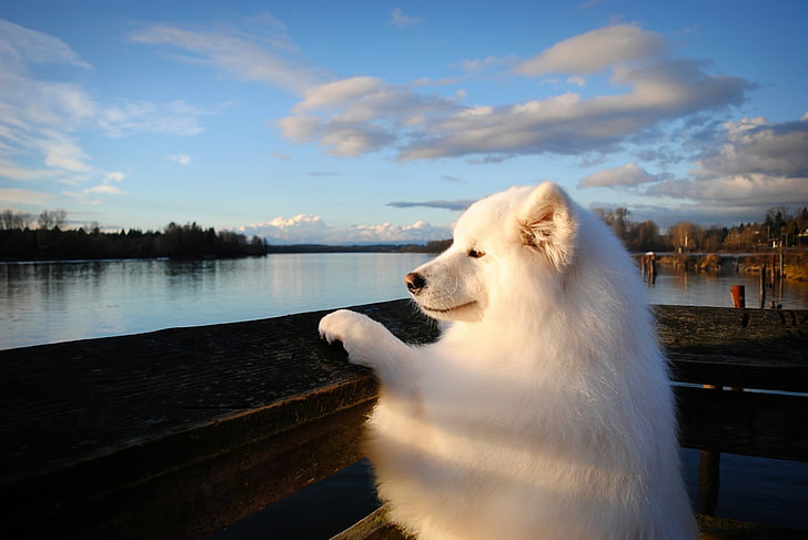 adulto branco samoiedo, samoiedo, cão, focinho, espessa, HD papel de parede
