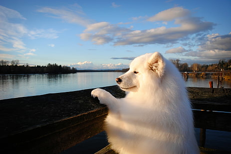 взрослый белый самоед, самоед, собака, морда, пушистая, HD обои HD wallpaper