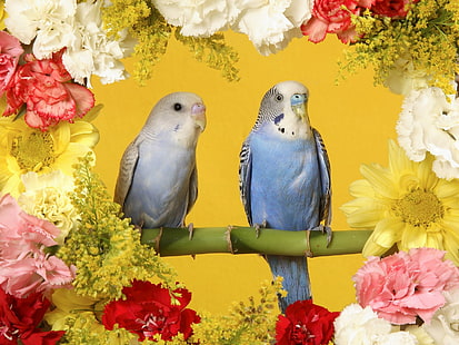 Budgerigars, pair of parakeets, budgerigars, HD wallpaper HD wallpaper