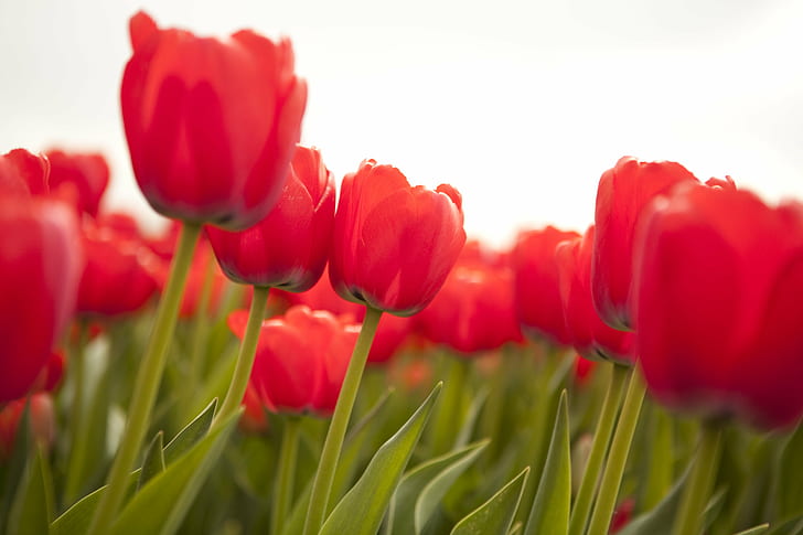 red Tulips closeup photography at daytime, tulips, Tulips, red, closeup photography, daytime, netherlands, tulip, nature, springtime, flower, plant, season, beauty In Nature, field, freshness, summer, outdoors, yellow, HD wallpaper
