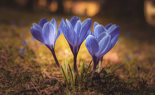 ماكرو ، ربيع ، زعفران ، زعفران، خلفية HD HD wallpaper